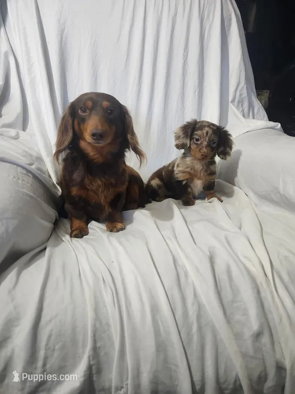 Max/dapple – Miniature Dachshund puppy for sale in Rogers, OH