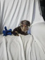 Max/dapple, a male Miniature Dachshund for sale in Rogers, OH – Photo 3 of 10