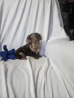 Max/dapple, a male Miniature Dachshund for sale in Rogers, OH – Photo 5 of 10