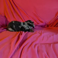 Max/dapple, a male Miniature Dachshund for sale in Rogers, OH – Photo 8 of 10