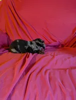 Max, a male Miniature Dachshund for sale in Rogers, OH – Photo 2 of 5