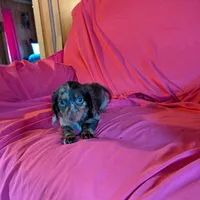 Max/dapple, a male Miniature Dachshund for sale in Rogers, OH – Photo 7 of 10