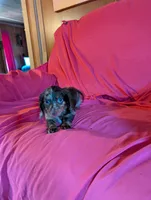 Max, a male Miniature Dachshund for sale in Rogers, OH – Photo 4 of 5