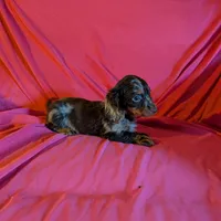 Max/dapple, a male Miniature Dachshund for sale in Rogers, OH – Photo 6 of 10