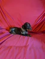 Max, a male Miniature Dachshund for sale in Rogers, OH – Photo 1 of 5