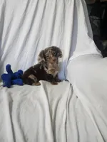 Max/dapple, a male Miniature Dachshund for sale in Rogers, OH – Photo 2 of 10