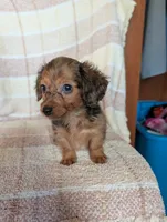 Teacup'red/black dapple, a male Miniature Dachshund for sale in Rogers, OH – 2 of 9