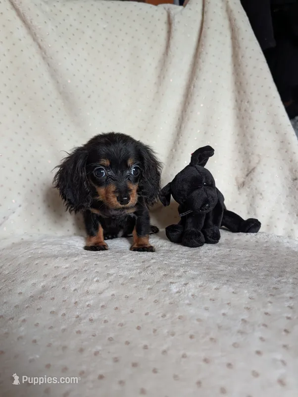 Dot – Miniature Dachshund puppy for sale in Rogers, OH