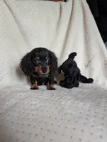 Dot, a male Miniature Dachshund for sale in Rogers, OH – 1 of 9
