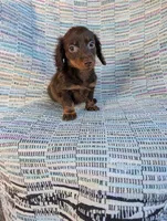 Sugar, a female Miniature Dachshund for sale in Rogers, OH – 8 of 10
