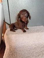 Teacup' logan, a female Miniature Dachshund for sale in Rogers, OH – 2 of 6