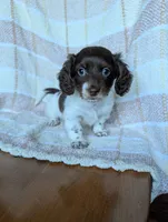 Logan, a male Miniature Dachshund for sale in Rogers, OH – 4 of 9