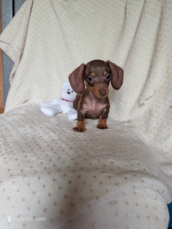 Dash – Miniature Dachshund puppy for sale in Rogers, OH