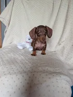 Dash, a male Miniature Dachshund for sale in Rogers, OH – 1 of 7