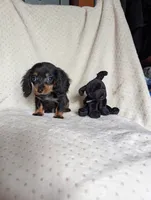 Dot, a male Miniature Dachshund for sale in Rogers, OH – 5 of 9