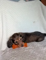 Fifi, a female Miniature Dachshund for sale in Rogers, OH – 4 of 10