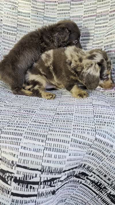 Chunky monkey, a male Miniature Dachshund for sale in Rogers, OH – 9 of 10