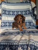 Flint, a female Miniature Dachshund for sale in Rogers, OH – 3 of 6
