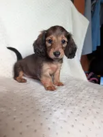 Fifi, a female Miniature Dachshund for sale in Rogers, OH – 3 of 10