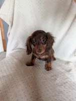 Dude, a male Miniature Dachshund for sale in Rogers, OH – 6 of 9