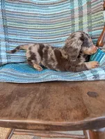 Chunky monkey, a male Miniature Dachshund for sale in Rogers, OH – 7 of 10