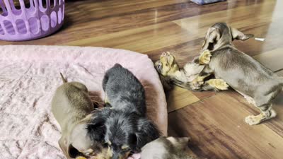 Dash, a male Miniature Dachshund for sale in Rogers, OH – 7 of 7
