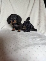 Dot, a male Miniature Dachshund for sale in Rogers, OH – 4 of 9