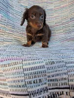 Sugar, a female Miniature Dachshund for sale in Rogers, OH – 7 of 10