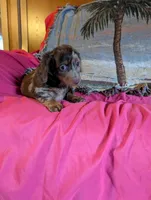 Rosy, a female Miniature Dachshund for sale in Rogers, OH – Photo 4 of 5