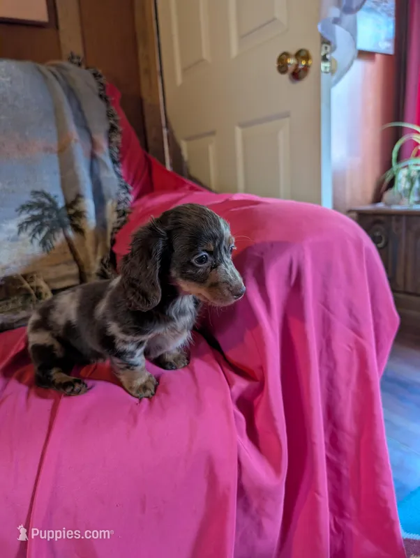 Rosy, a female Miniature Dachshund for sale in Rogers, OH – Photo 1 of 5