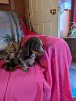 Rosy, a female Miniature Dachshund for sale in Rogers, OH – Photo 1 of 5