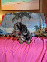 Rosy, a female Miniature Dachshund for sale in Rogers, OH – Photo 2 of 5