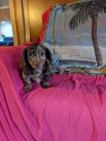 Rosy, a female Miniature Dachshund for sale in Rogers, OH – Photo 3 of 5