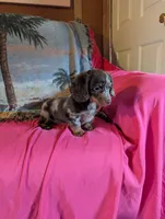 Rosy, a female Miniature Dachshund for sale in Rogers, OH – Photo 5 of 5