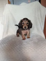 Fifi, a female Miniature Dachshund for sale in Rogers, OH – 2 of 10