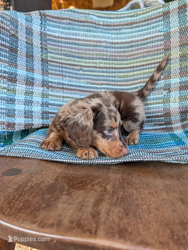 Chunky monkey – Miniature Dachshund puppy for sale in Rogers, OH