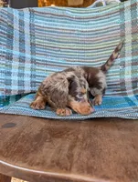 Chunky monkey, a male Miniature Dachshund for sale in Rogers, OH – 1 of 10