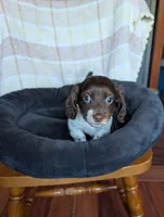 Logan, a male Miniature Dachshund for sale in Rogers, OH – 3 of 9