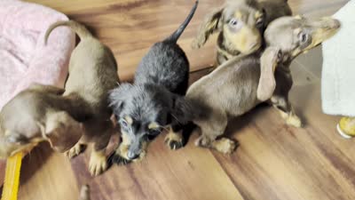 Duke, a male Miniature Dachshund for sale in Rogers, OH – 10 of 10