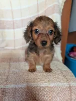 Teacup'red/black dapple, a male Miniature Dachshund for sale in Rogers, OH – 3 of 9