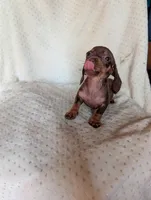 Dede, a female Miniature Dachshund for sale in Rogers, OH – 5 of 10
