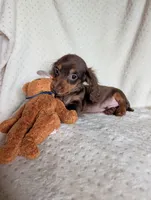 Dude, a male Miniature Dachshund for sale in Rogers, OH – 2 of 9