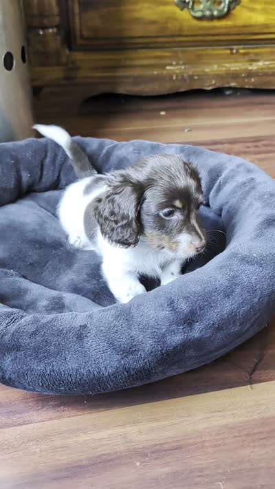 Logan, a male Miniature Dachshund for sale in Rogers, OH – 9 of 9
