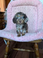 Lily/dapple, a female Miniature Dachshund for sale in Rogers, OH – 4 of 9