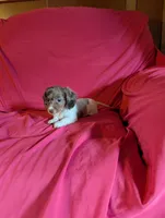 Piebald dapple 2, a female Miniature Dachshund for sale in Rogers, OH – Photo 2 of 5