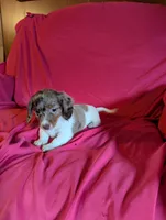 Piebald dapple 2, a female Miniature Dachshund for sale in Rogers, OH – Photo 5 of 5