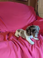 Piebald dapple 2, a female Miniature Dachshund for sale in Rogers, OH – Photo 4 of 5