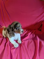 Piebald dapple 2, a female Miniature Dachshund for sale in Rogers, OH – Photo 1 of 5