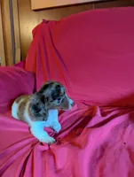 Piebald dapple 2, a female Miniature Dachshund for sale in Rogers, OH – Photo 3 of 5