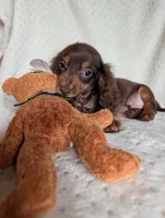 Dude, a male Miniature Dachshund for sale in Rogers, OH – 4 of 9